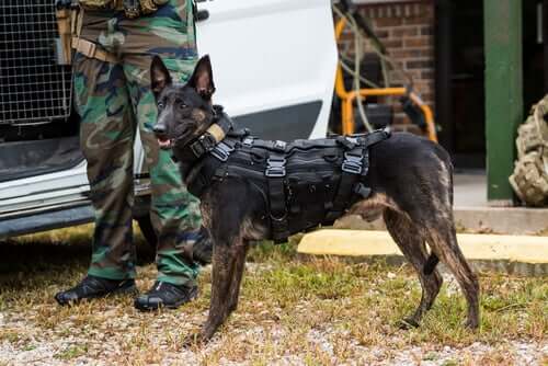 Cane da pastore olandese poliziotto