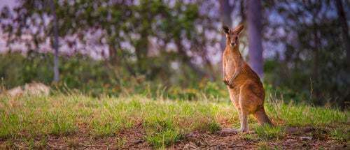 Il canguro: caratteristiche e curiosità sull'animale simbolo dell'Australia