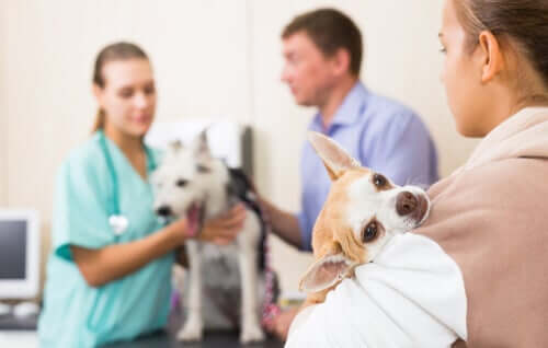 Animali domestici e urgenze veterinarie durante la quarantena