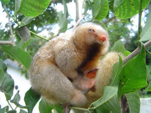 Caratteristiche del formichiere nano