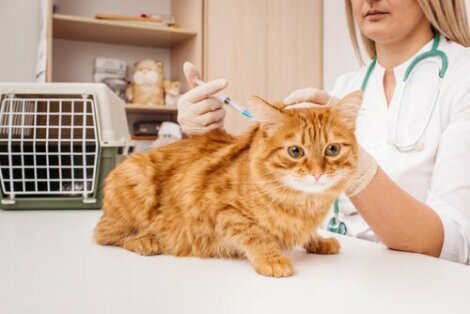 Come Prendersi Cura Del Gatto Dopo Un Operazione Chirurgica