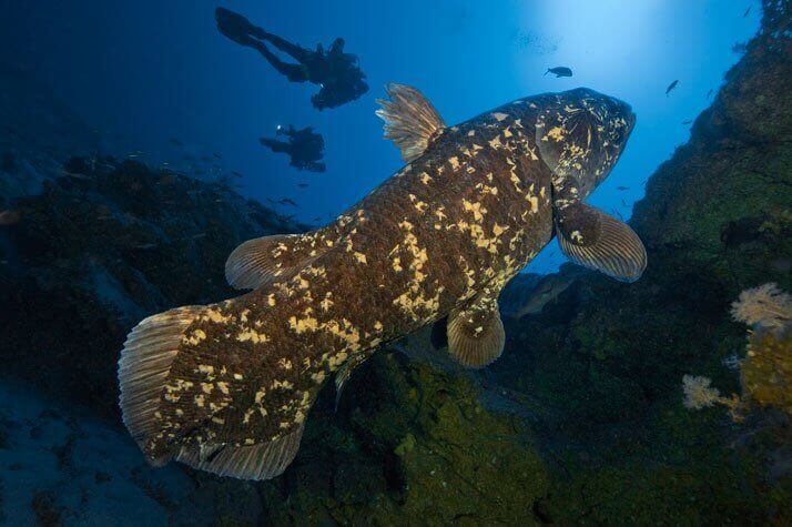 Celacanto Latimeria chalumnae