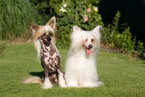 Chinese crested dog: cure, caratteristiche e curiosità