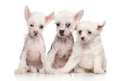 tre cuccioli bianchi