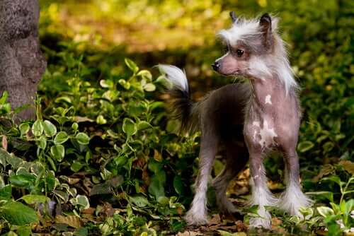 chinese crested dog vicino a un albero