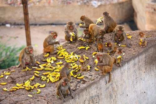 Clan di scimmie