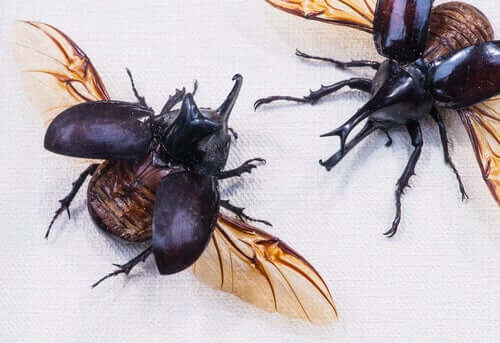 coleotteri e scarabei con le ali aperte