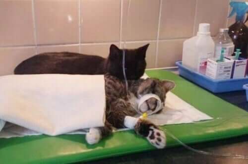 prendersi cura del gatto dopo un'operazione 