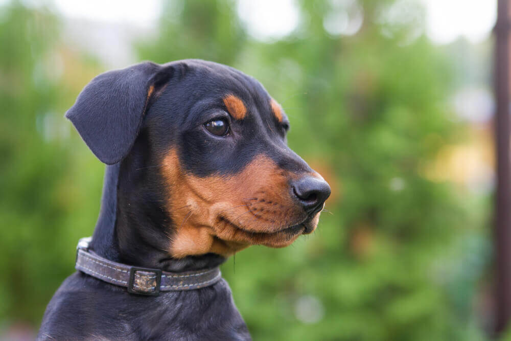 Cucciolo di dobermann