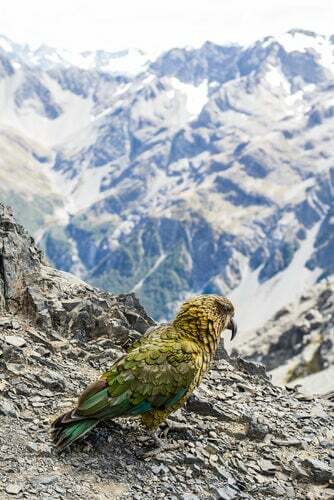 Dieta del cacapò: paesaggio montano e uccello
