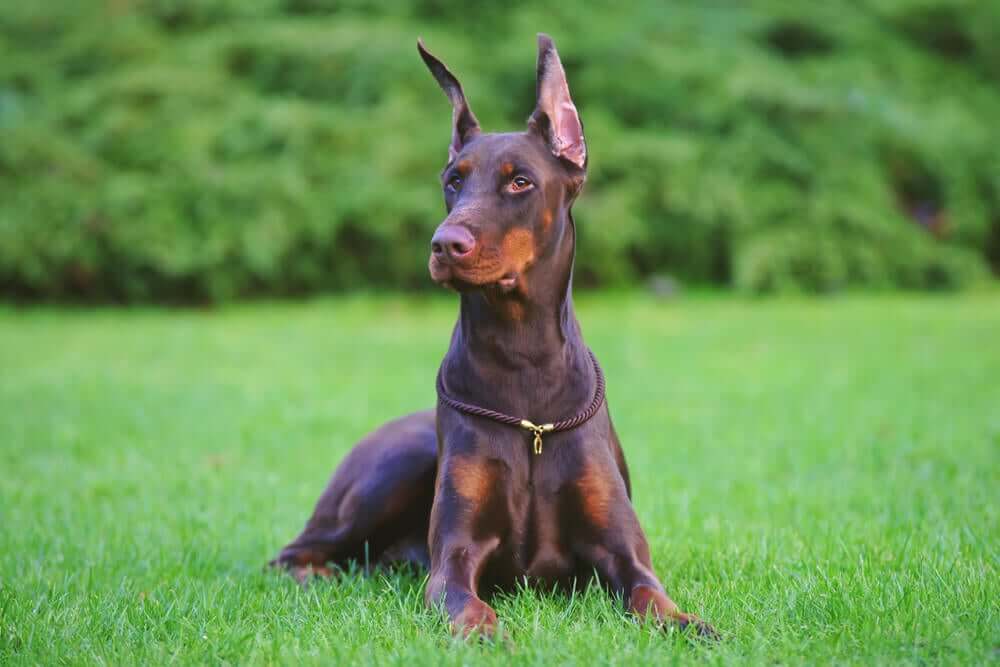 Dobermann sul prato