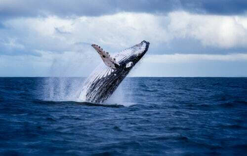 Gli escrementi di balena potrebbero essere importantissimi per l'oceano
