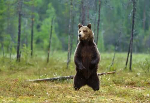 L’orso bruno: caratteristiche e curiosità
