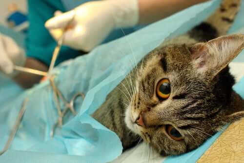 sterilizzazione del gatto