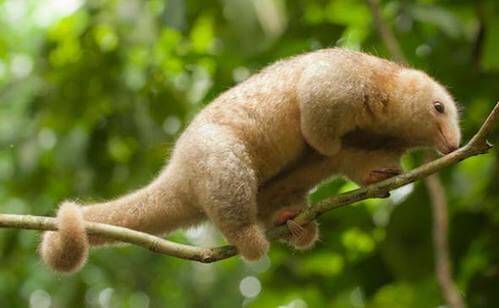 Formichiere su un ramo