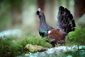 Gallo cedrone cantabrico: un uccello a rischio estinzione?