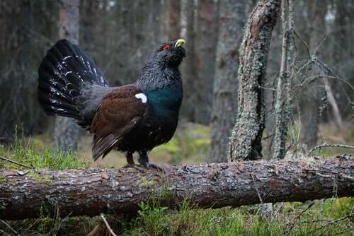 Gallo cedrone cantabrico sul ramo