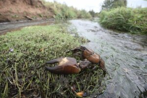 Il gambero d'acqua dolce: caratteristiche e habitat