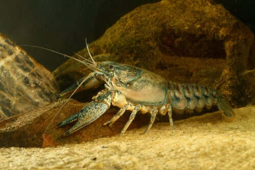 Tassonomia del gambero di acqua dolce