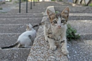 Coronavirus: multa a chi dà da mangiare ai gatti randagi?