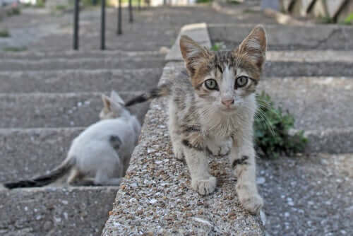 Coronavirus: multa a chi dà da mangiare ai gatti randagi?