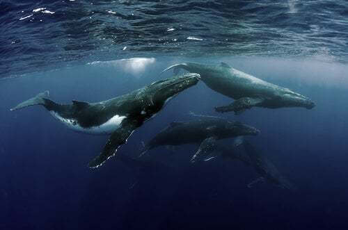 Gruppi di balene
