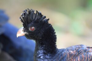 Hocco beccazzurro: caratteristiche e habitat