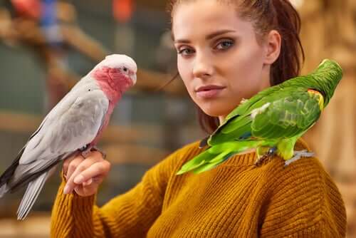 Insegnare al pappagallo a parlare: 5 consigli