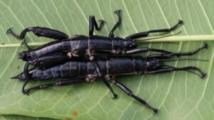 Insetto stecco dell'isola di Lord Howe, il più strano al mondo