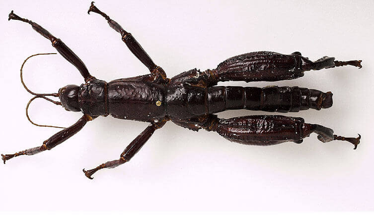 Esemplare insetto stecco