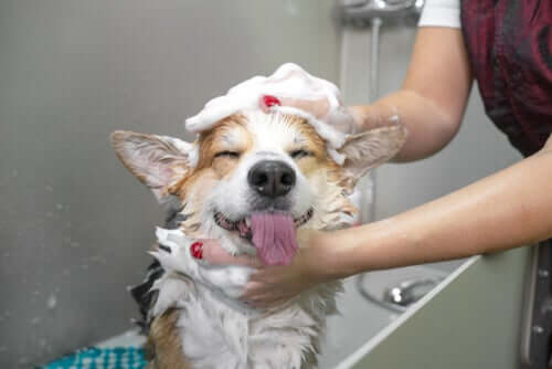 Come lavare il cane