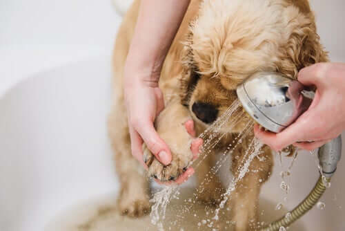 Lavare le zampe del cane