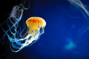 Le meduse: riproduzione e alimentazione