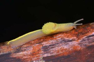 La lumaca ninja del Borneo: curiosità su questo mollusco stranissimo