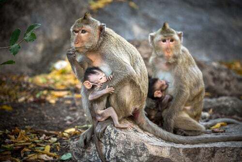 Il macaco rhesus, una scimmia a cui dobbiamo tantissimo