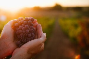 Vinaccia per il bestiame: proprietà nutrizionali