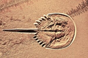 Organismi pancronici: fossili viventi che si rifiutano di sparire