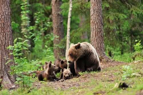 Femmina di orso bruno con i suoi cuccioli