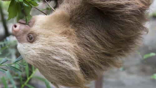Il bradipo didattilo, un animale dalla proverbiale lentezza