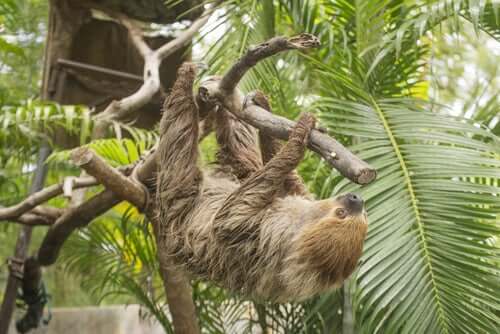 animale su un tronco di albero