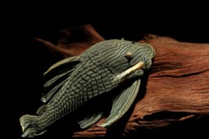 Il pesce gatto che mangia il legno: un pesce davvero strano