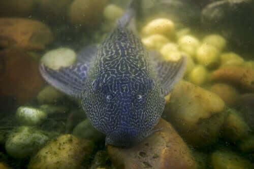 pesce gatto in un fiume