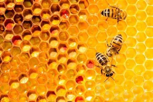 api in un'arnia: un nuovo medicinale per le api potrebbe proteggerle dalla peste americana