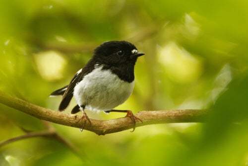 Petroica macrocephala