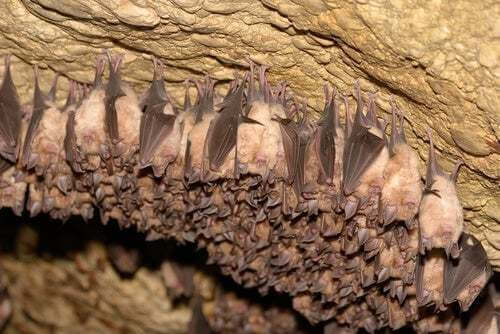 Pipistrelli in una grotta