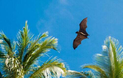 Pipistrello che vola