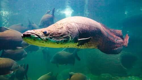 Il pirarucù gigante dell’Amazzonia, un pesce straordinario