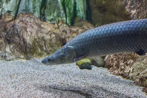 pirarucu dell'amazzonia