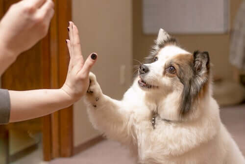 Ricompensa ed educazione del cane per principianti