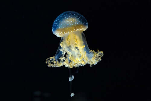 Riproduzione delle meduse
